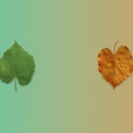 Deux feuilles symbolisant les saisons : une verte pour l'été, une orangée pour l'automne, illustrant l'approche de la naturopathie au fil des saisons.