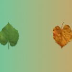 Deux feuilles symbolisant les saisons : une verte pour l'été, une orangée pour l'automne, illustrant l'approche de la naturopathie au fil des saisons.