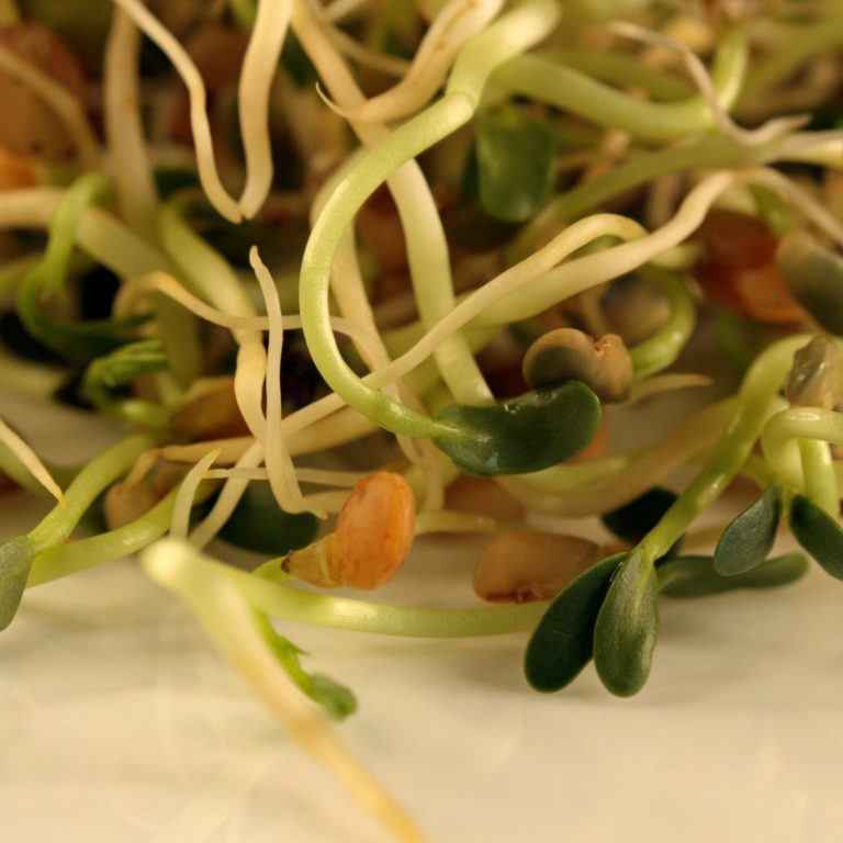 Graines germées fraîches dans un bocal en verre sur une table — concentré vivant de nutriments