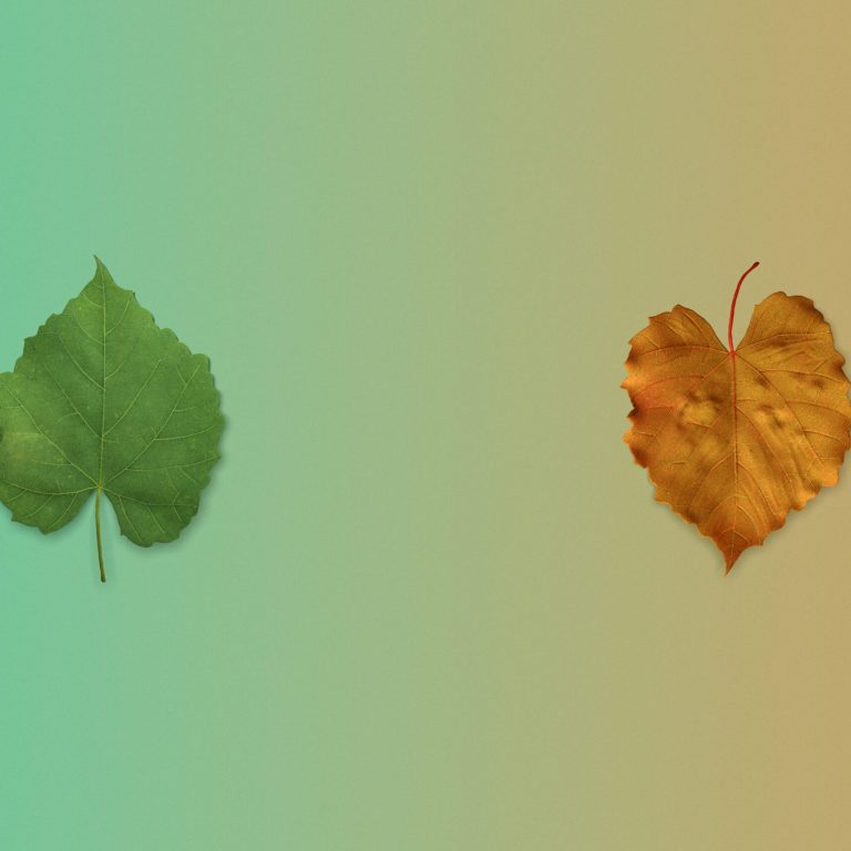 Deux feuilles symbolisant les saisons : une verte pour l'été, une orangée pour l'automne, illustrant l'approche de la naturopathie au fil des saisons.